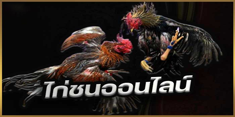 เกมไก่ชน-"cockfighting game"